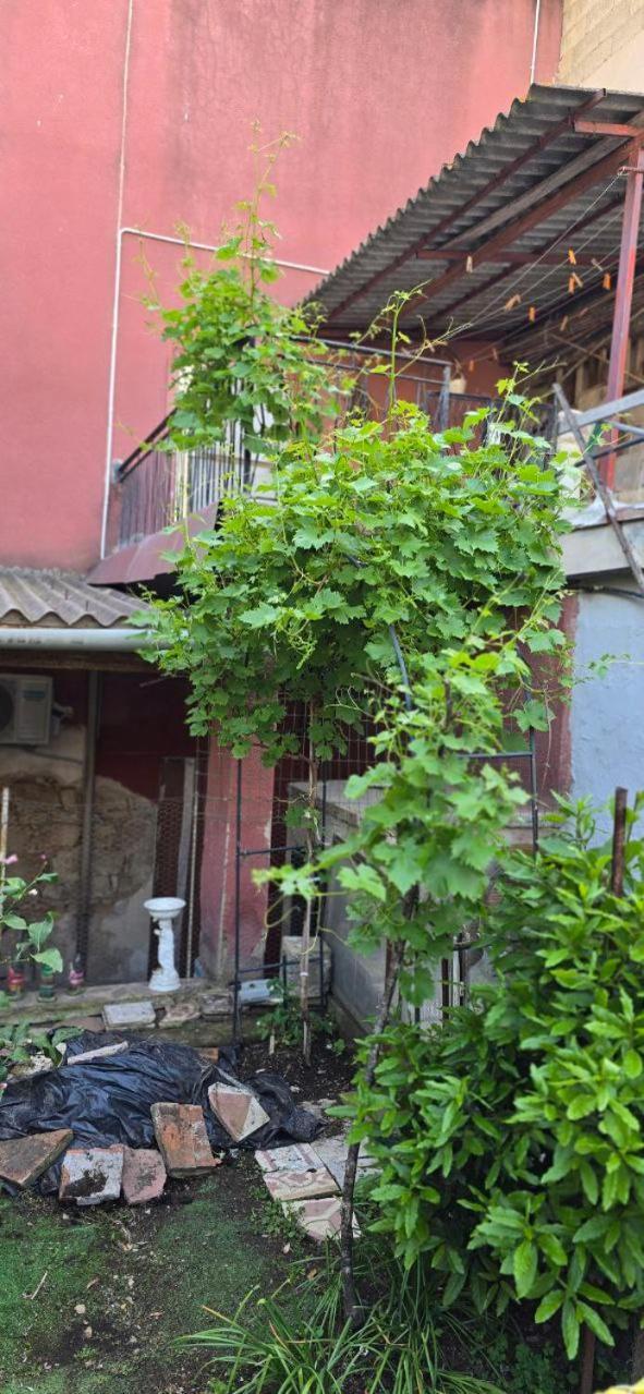 Appartamento In Casa Con Cortili Ad Arbus - Sardegna المظهر الخارجي الصورة